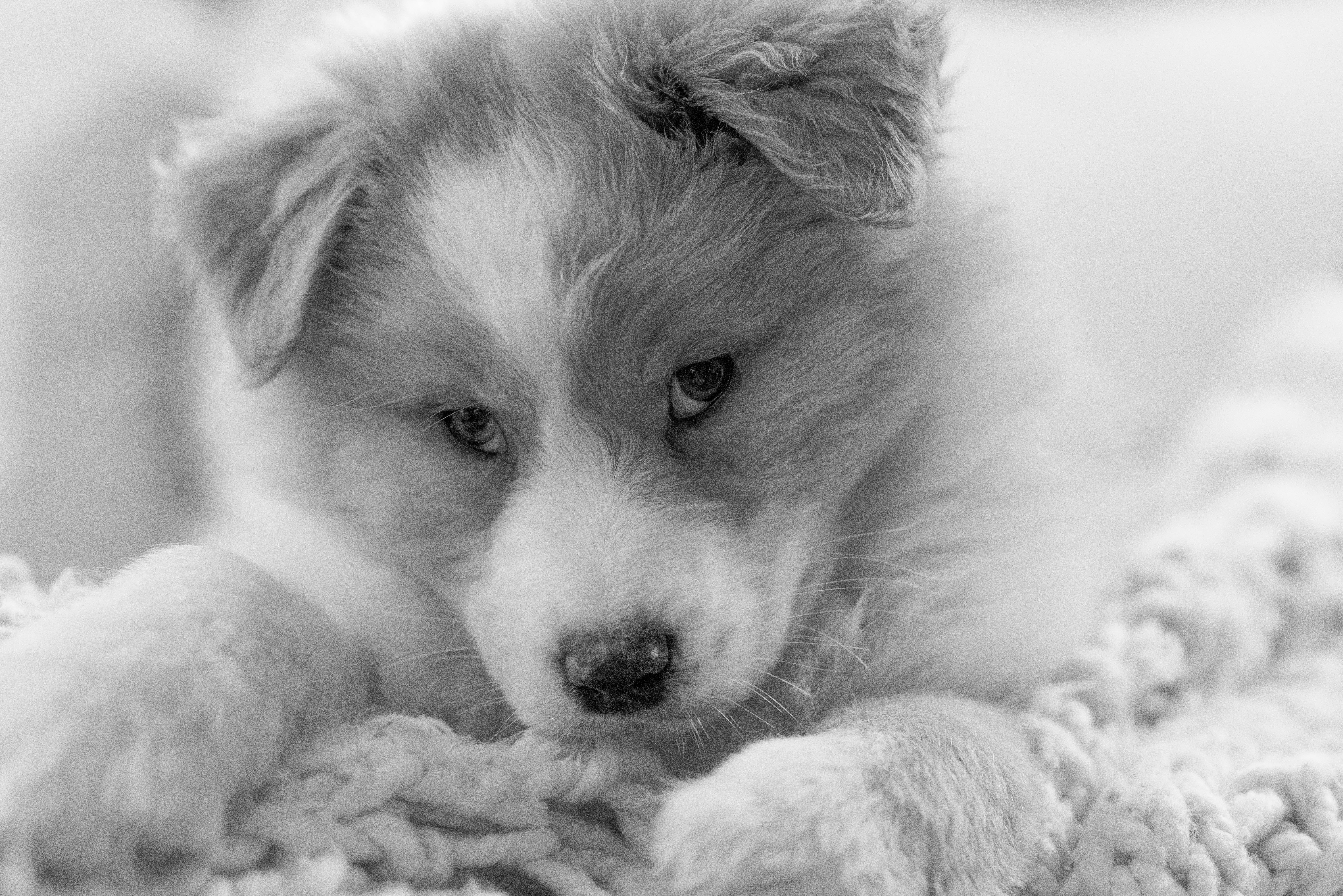 Fly Our New Australian Shepherd Fur-Kid, Sweet Williams Photography, Behind The Lens