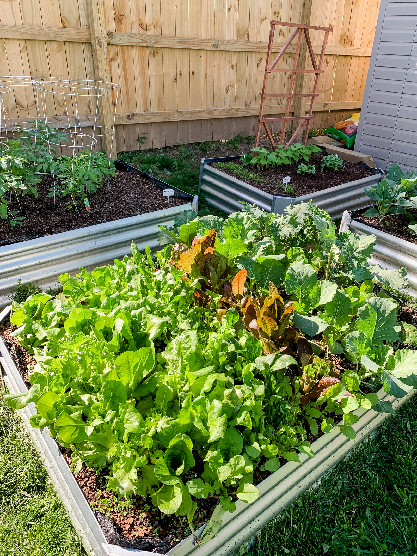 Our Vegetable Garden: Lettuce, Tomatoes, & Green Beans . . . Oh My! Nashville, TN Sweet Williams Photography